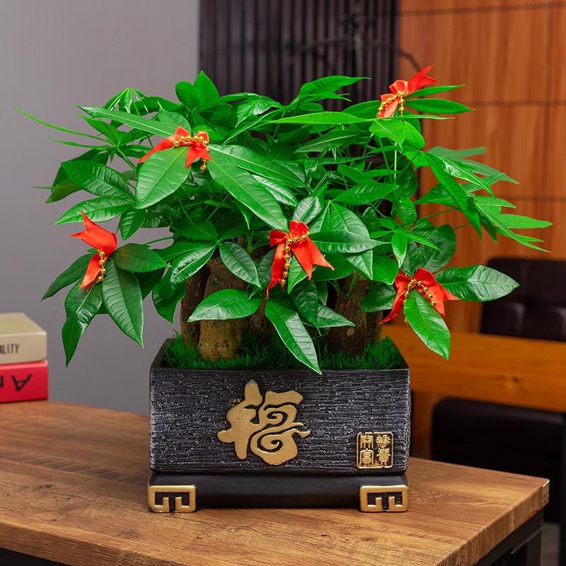 绿锦艺绿植旗舰店