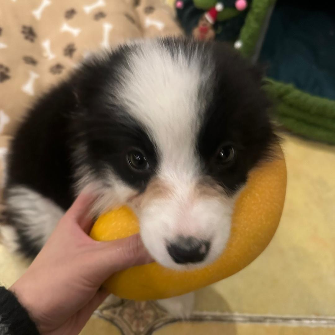 芒崽的边牧日志🥭