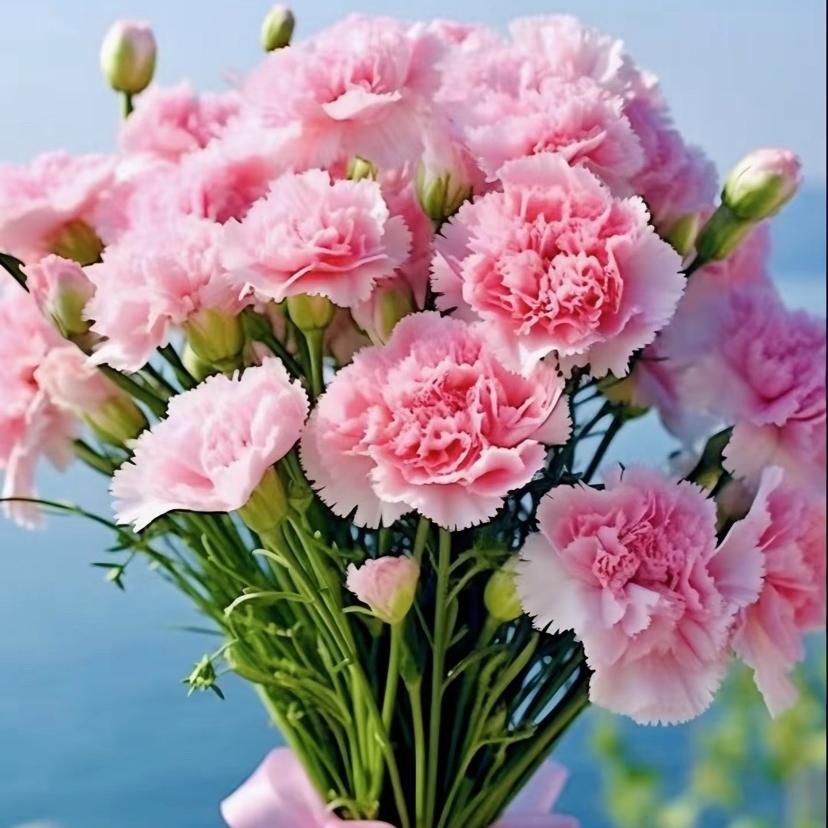 吉骊雪绿植花卉