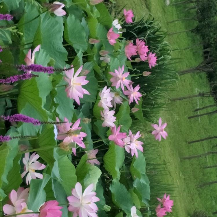 似水流年