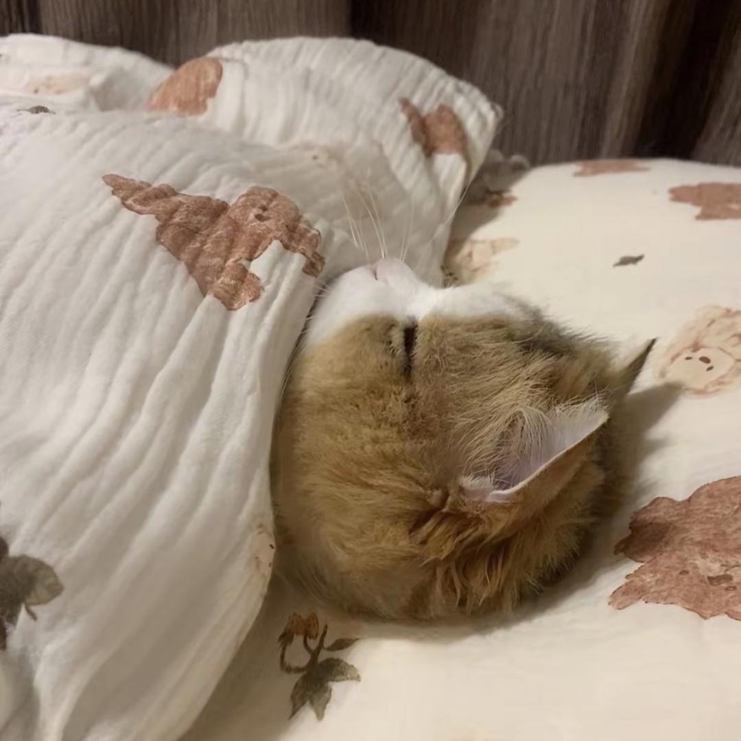 小百豚
