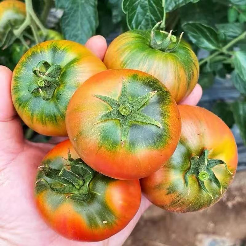 小梁盘锦碱地柿子