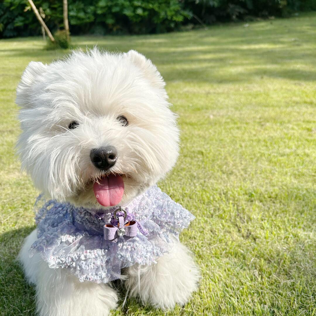 啷贝猫哆咪宠物用品店