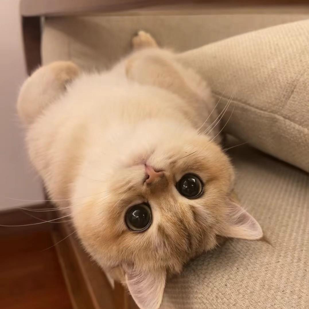 麦盯优宠（直播号）