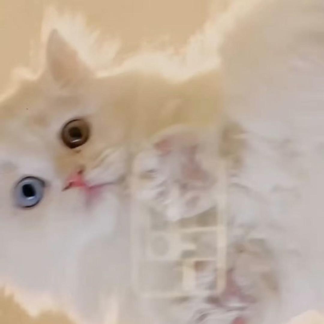 宁波ANJIE安洁（精品猫舍）