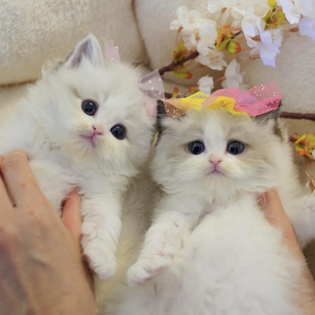 chichi💝猫咪屋
