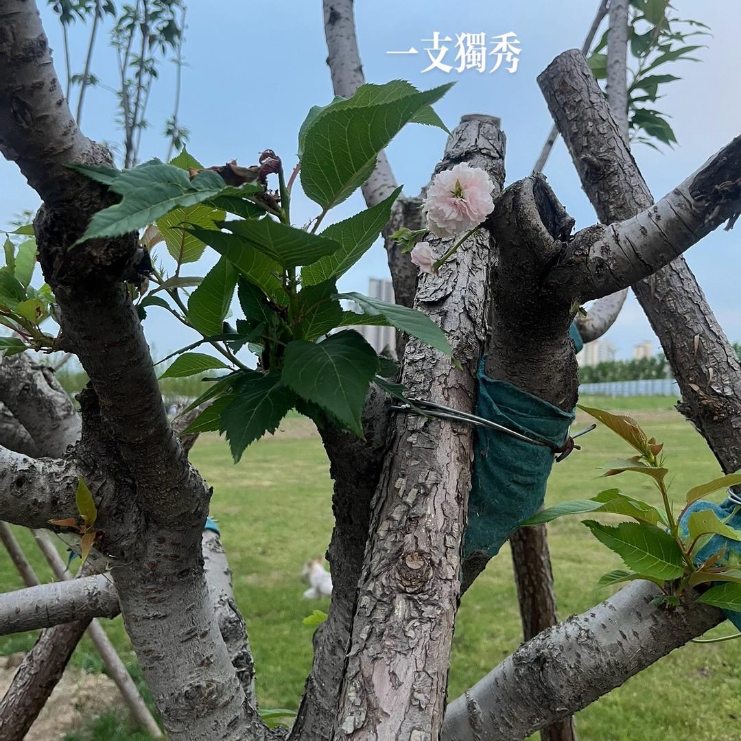 我叫小嘟嘟
