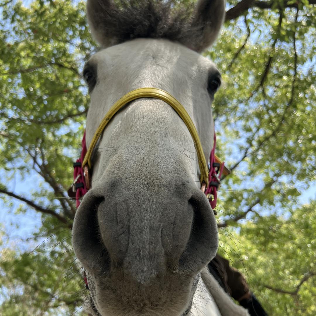 健康马.（野骑带队中…）