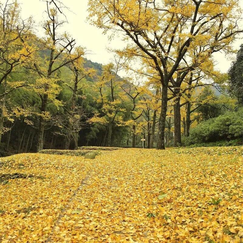 阿宝