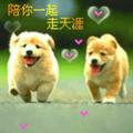 无心浪子