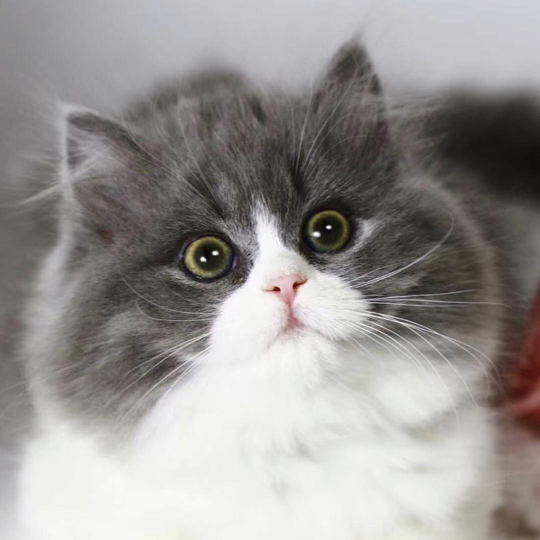刘少👉高端宠物猫🐱