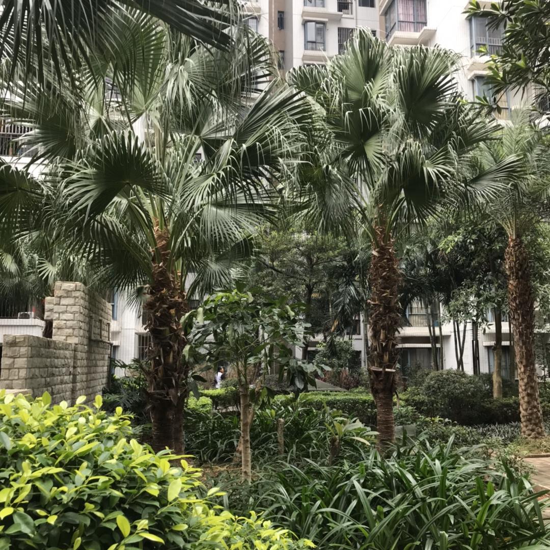 最美不过夕阳红617