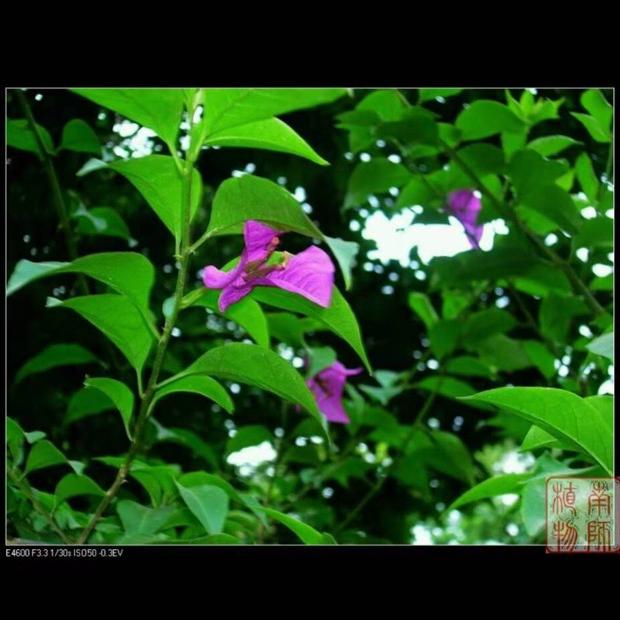 紫茉莉的天空