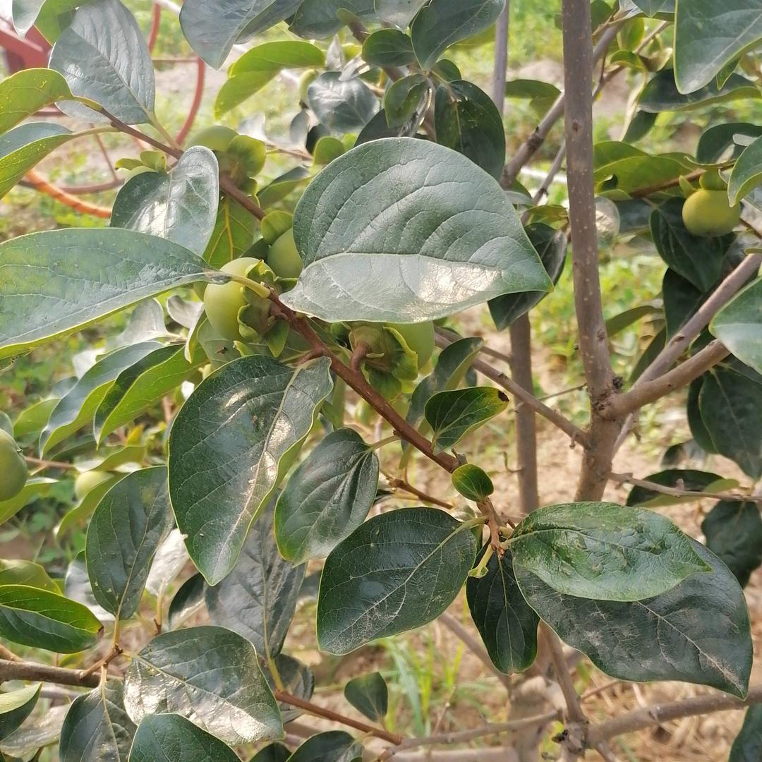 脆柿子发展基地