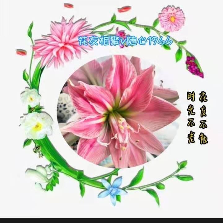随心V花友相聚