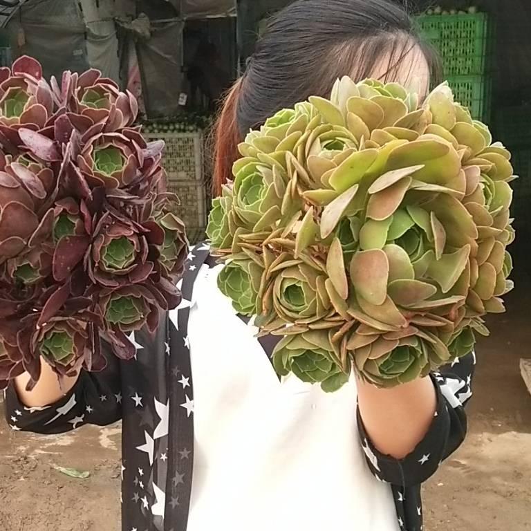 晨硕多肉法师基地
