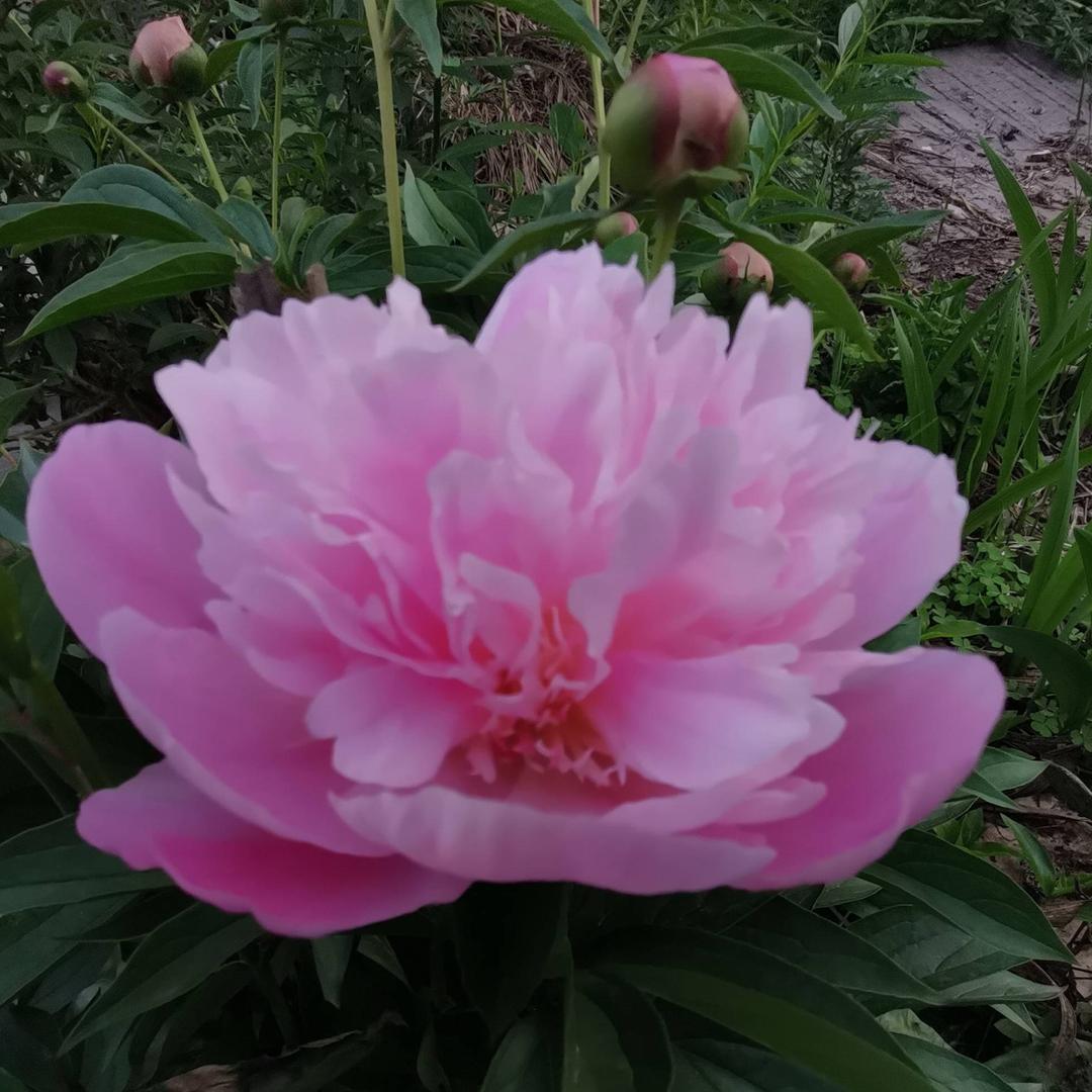 虞美人🌷🍀