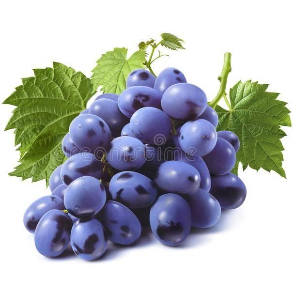 蓝葡萄