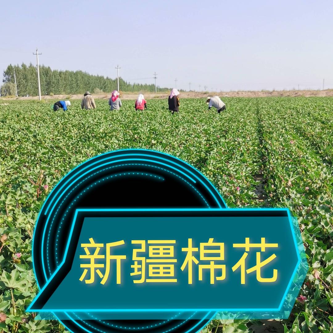 胡杨魂