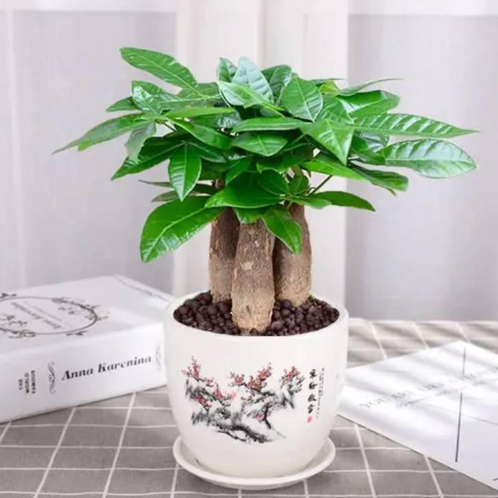 花心盛蕾