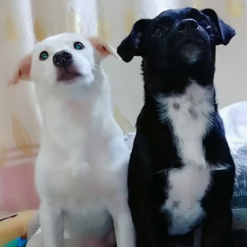 小黑小白快乐成长