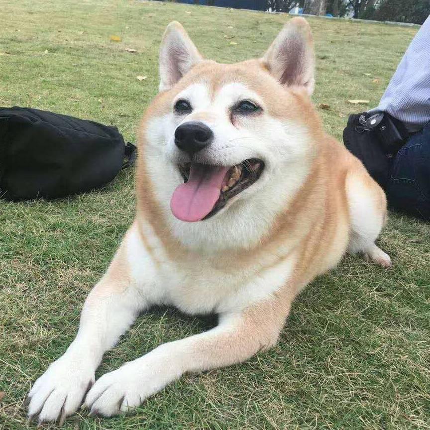 @庆应