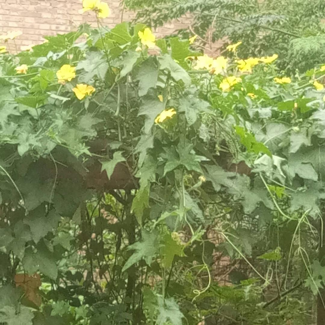 李秀花@