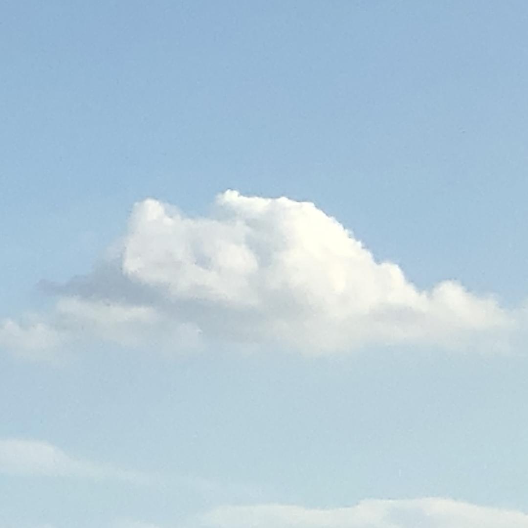 椰子树🥥🥥🥥🥥