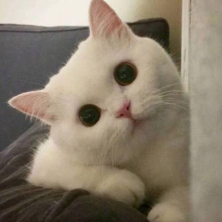 洛の猫仙