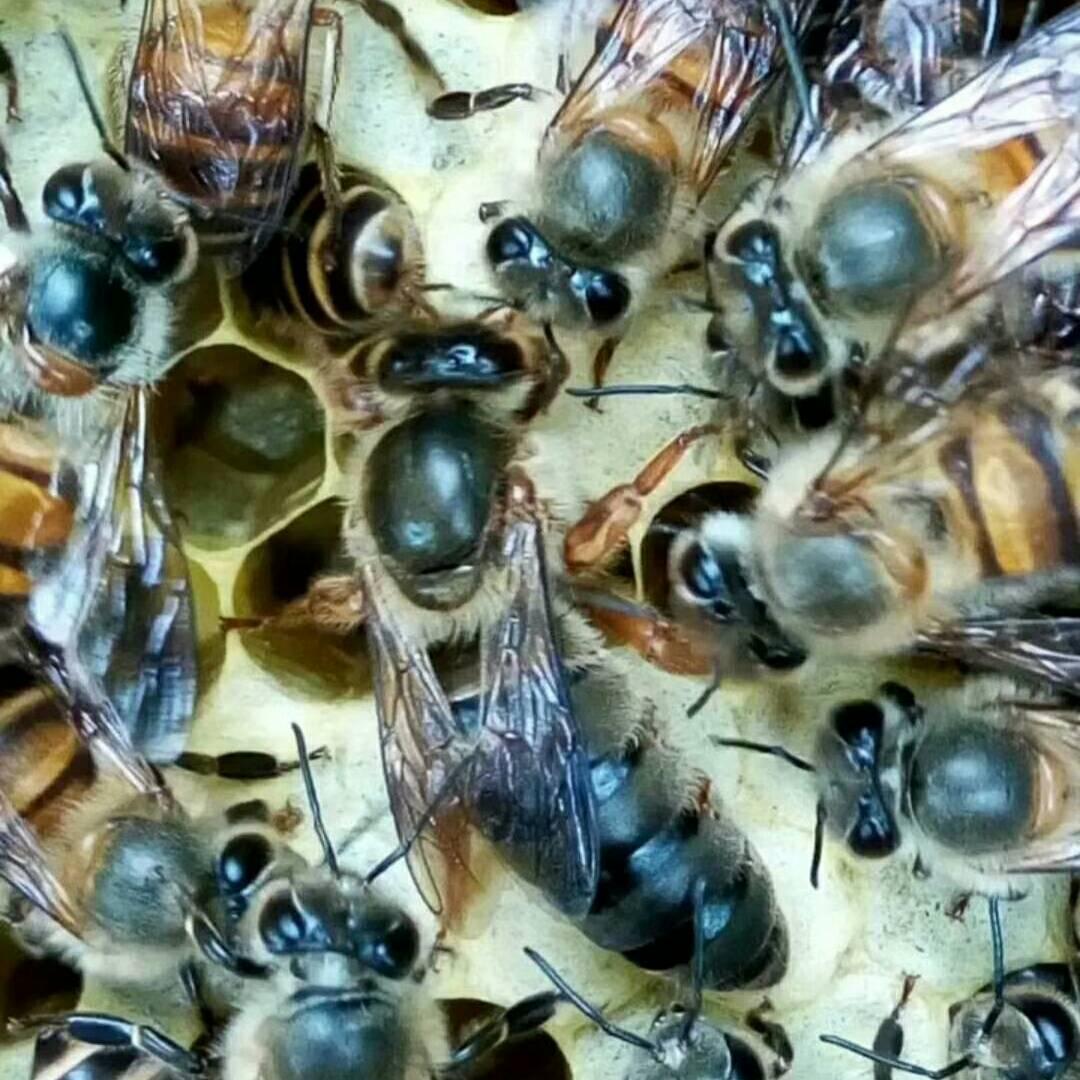 贵州乌江杜氏蜂业