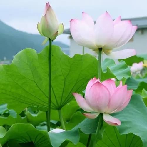 顺其自然🌺