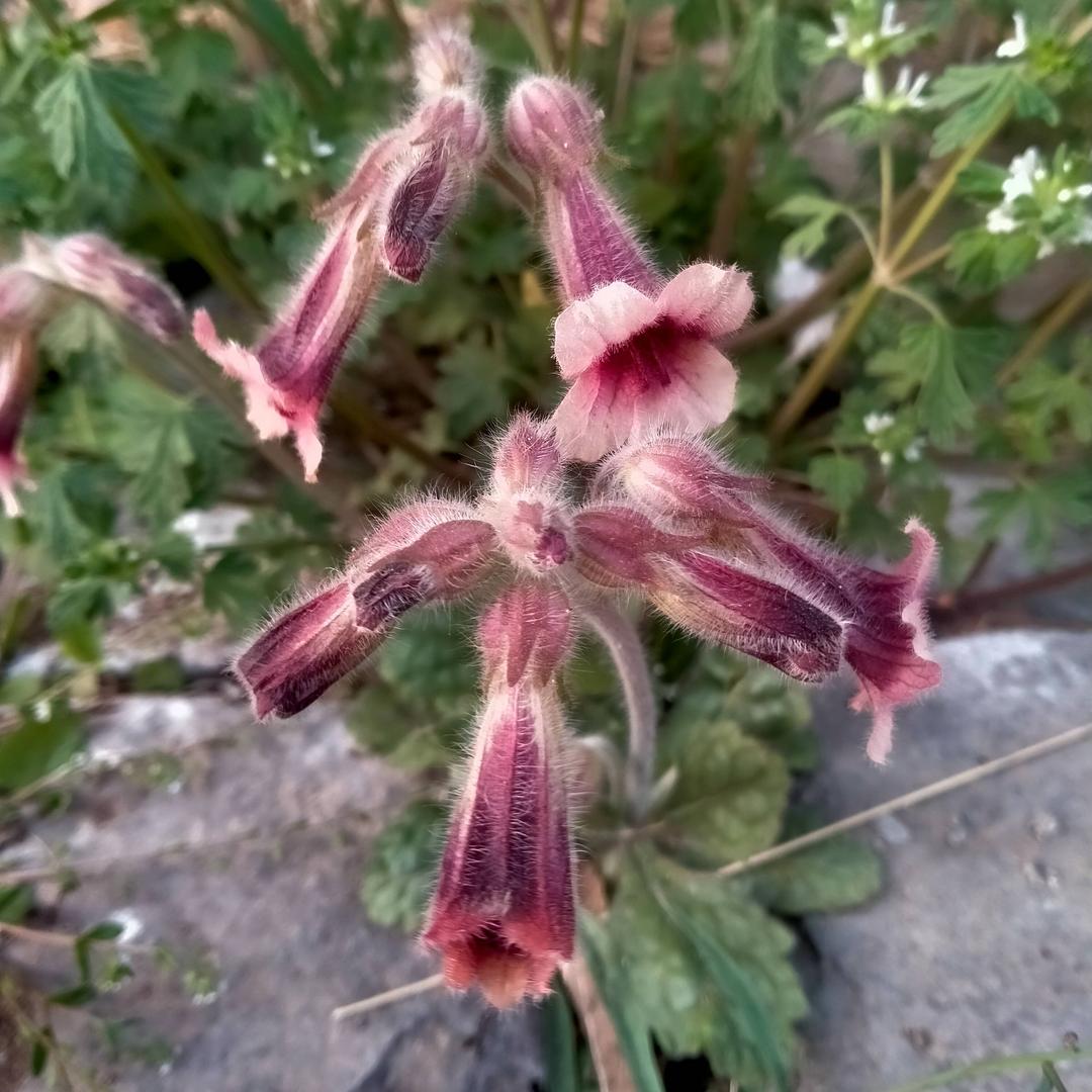 🦋大自然的美🌺