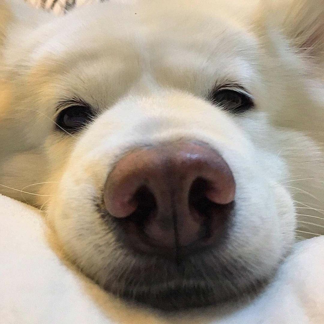 大象🦛7⃣️
