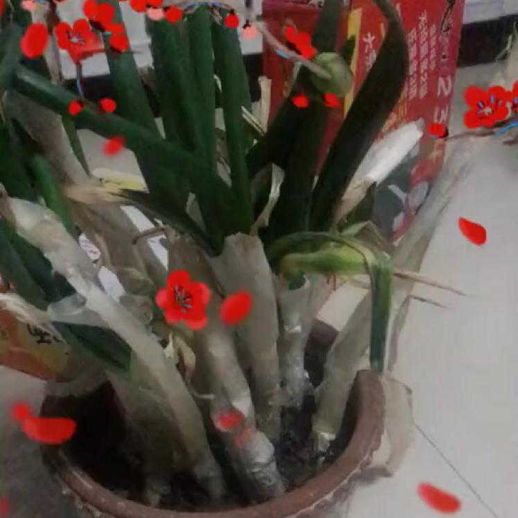 开心红姐