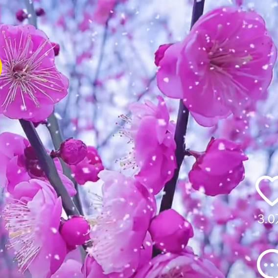 梧桐花