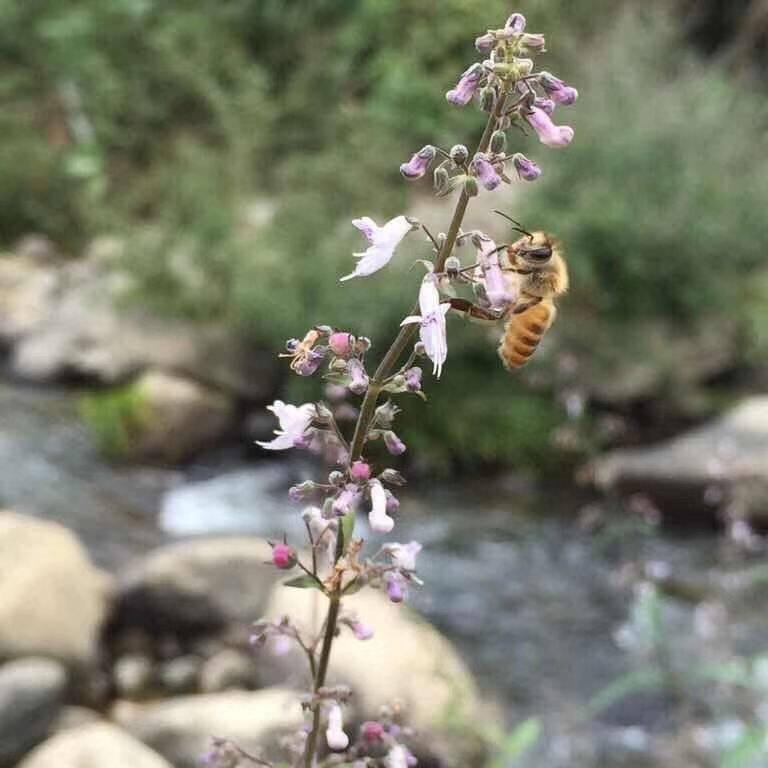 深山小蜜蜂