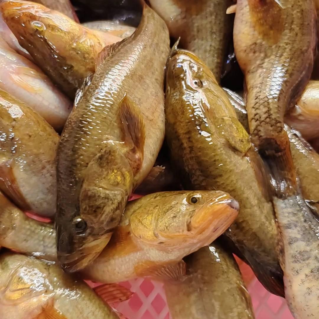 快乐北大仓冷水鱼