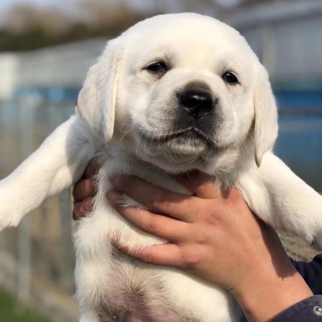 超越拉布拉多犬舍