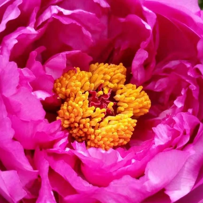 幸福家园。🌺🌹