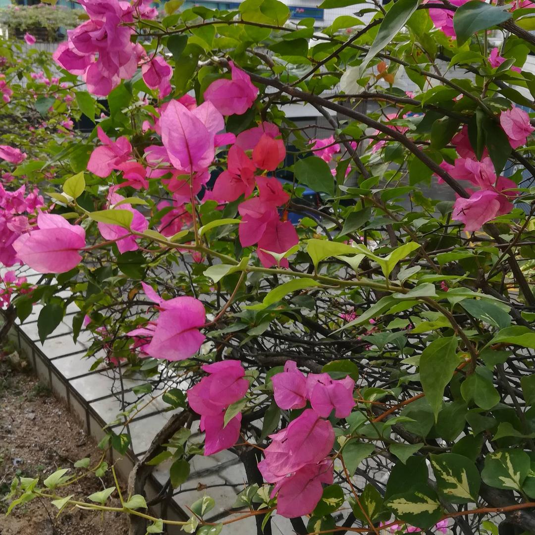 香港田哥