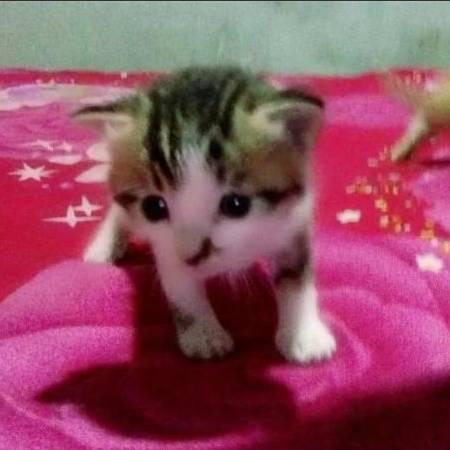 边疆皇族四王爷