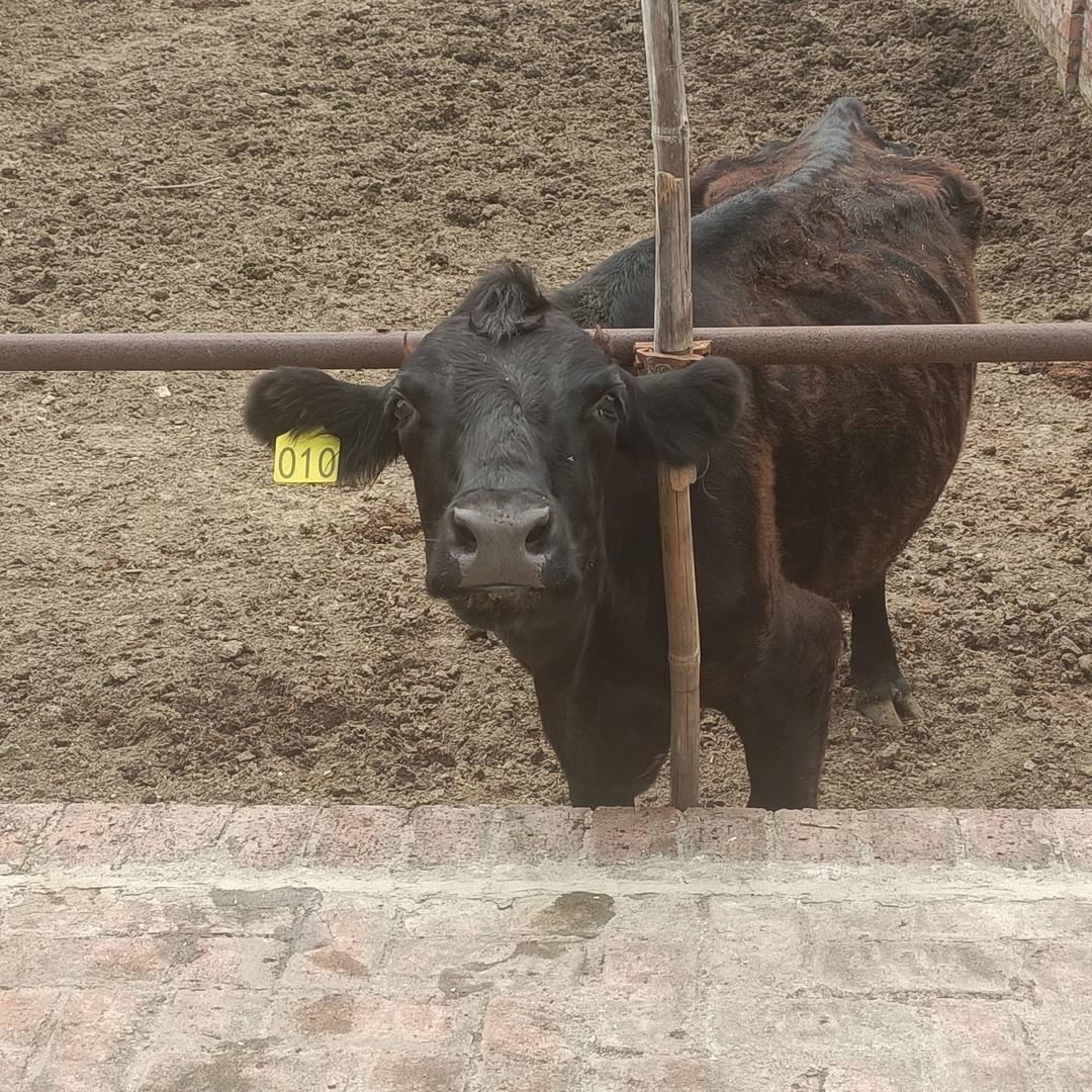 金牛满园哥牛场