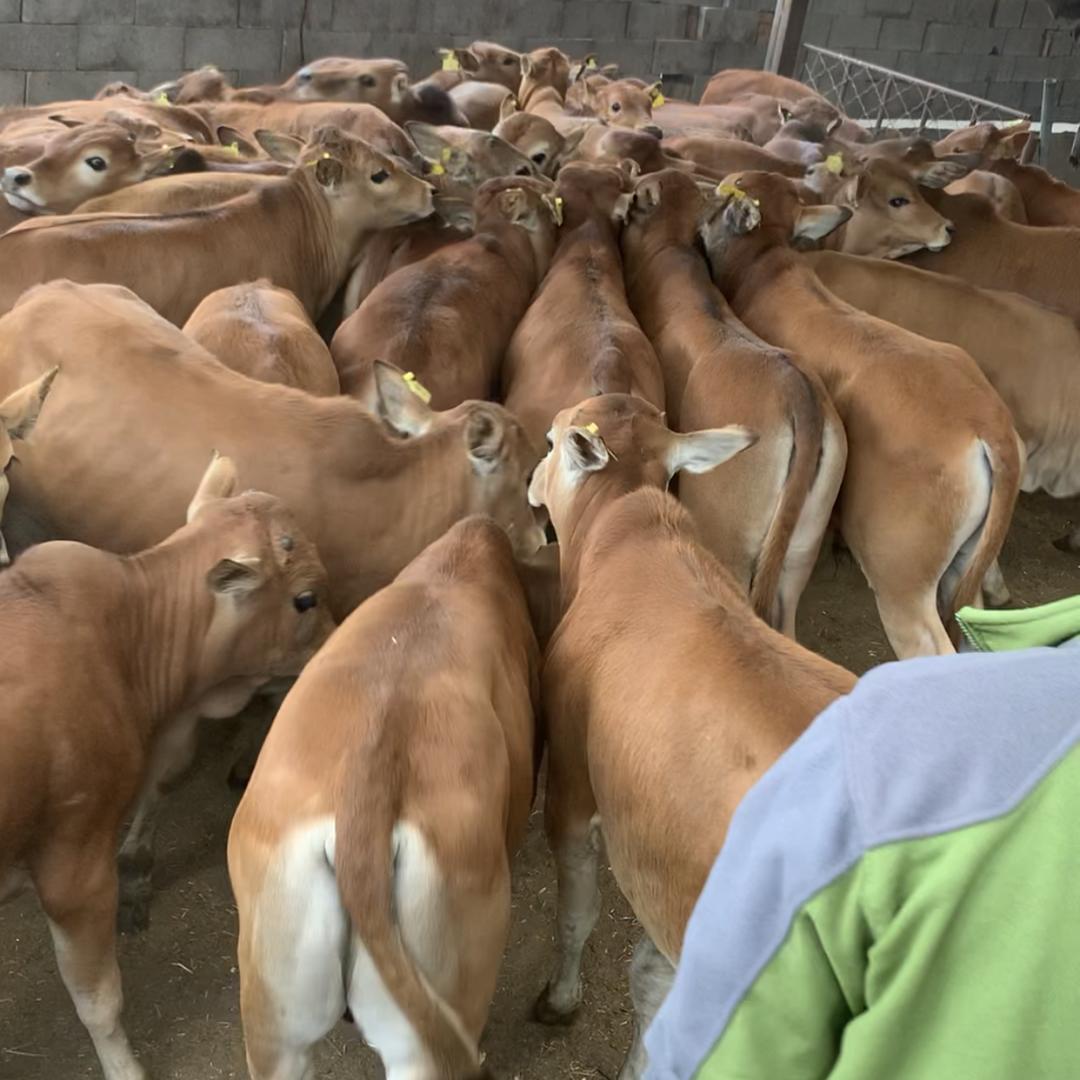 欢喜牛🐮庄