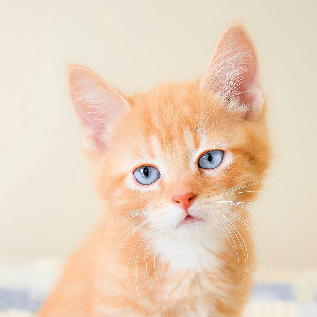 我是猫23456