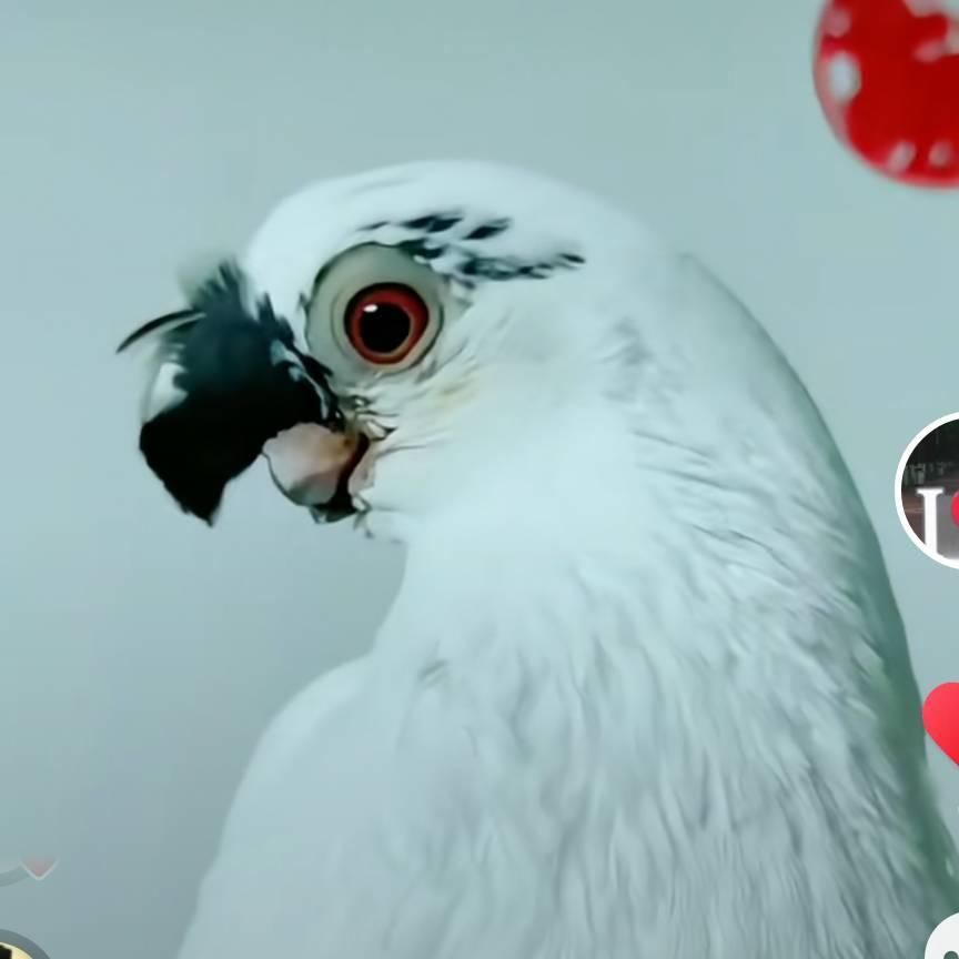 ❤国系观赏鸽❤