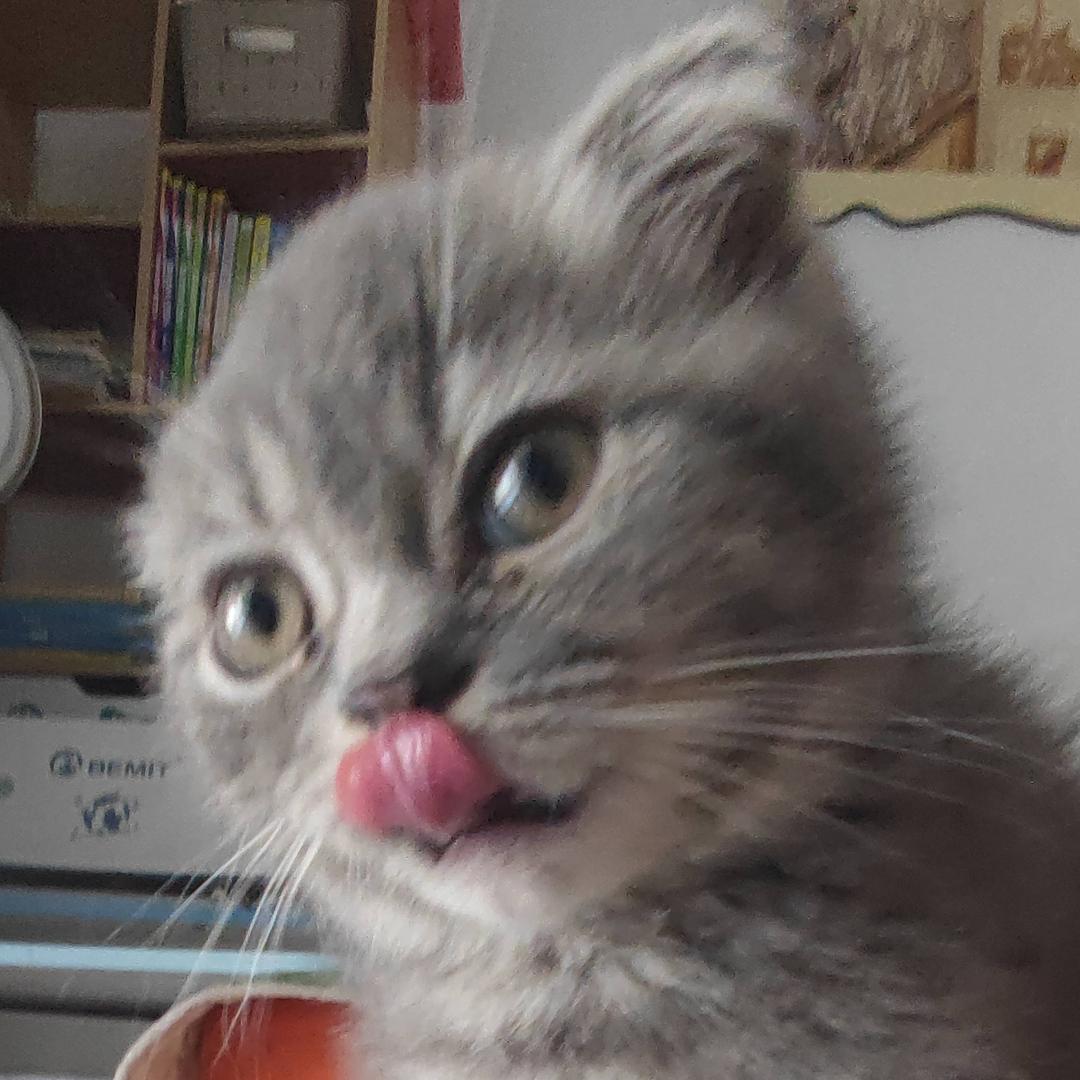 沪城管家小小王