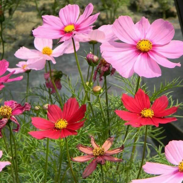 春暖花开