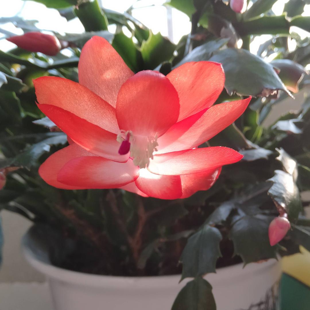 🔥山等你 🌹