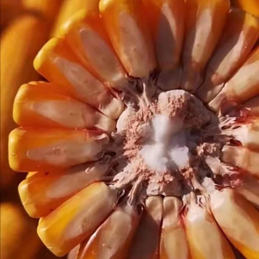 高产玉米新品种