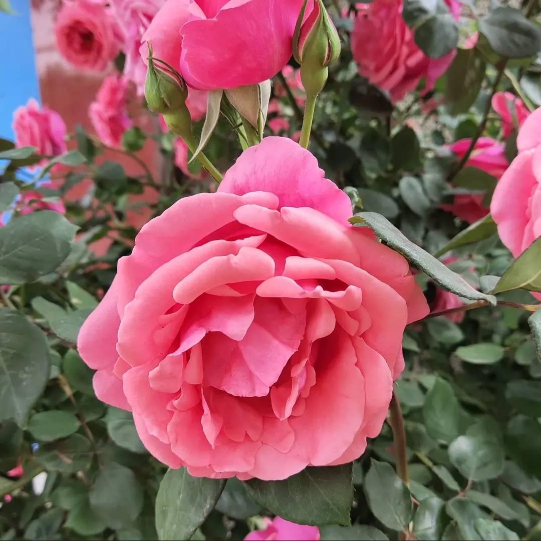 水果里的草莓